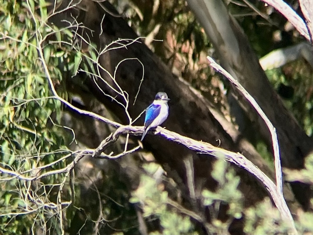 Forest Kingfisher - ML645098545