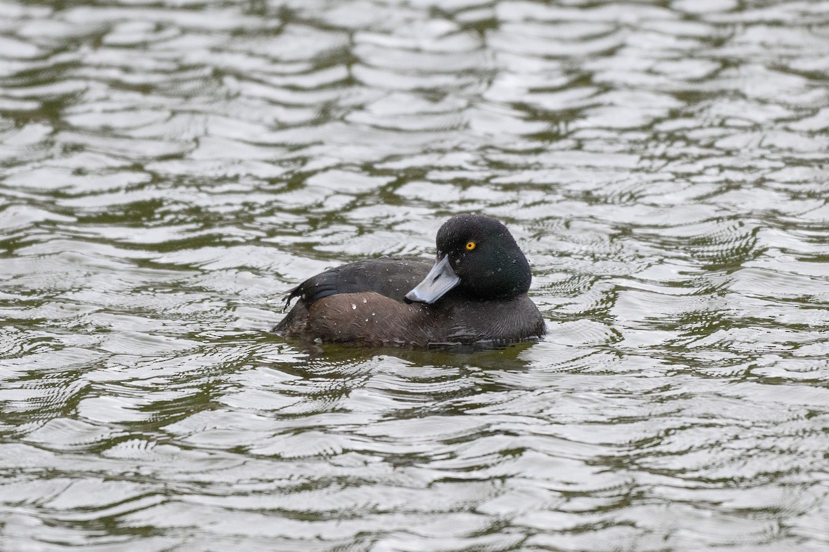 New Zealand Scaup - ML645098547