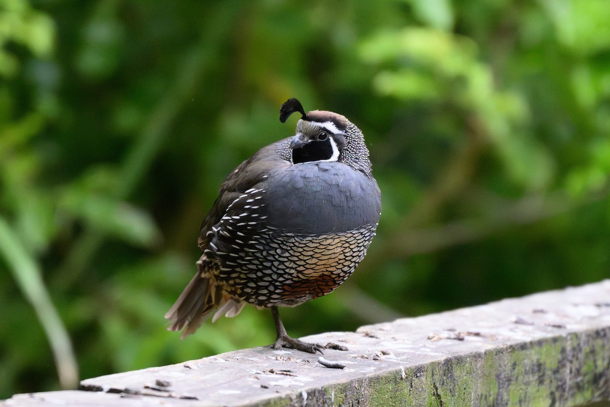 California Quail - ML645098549