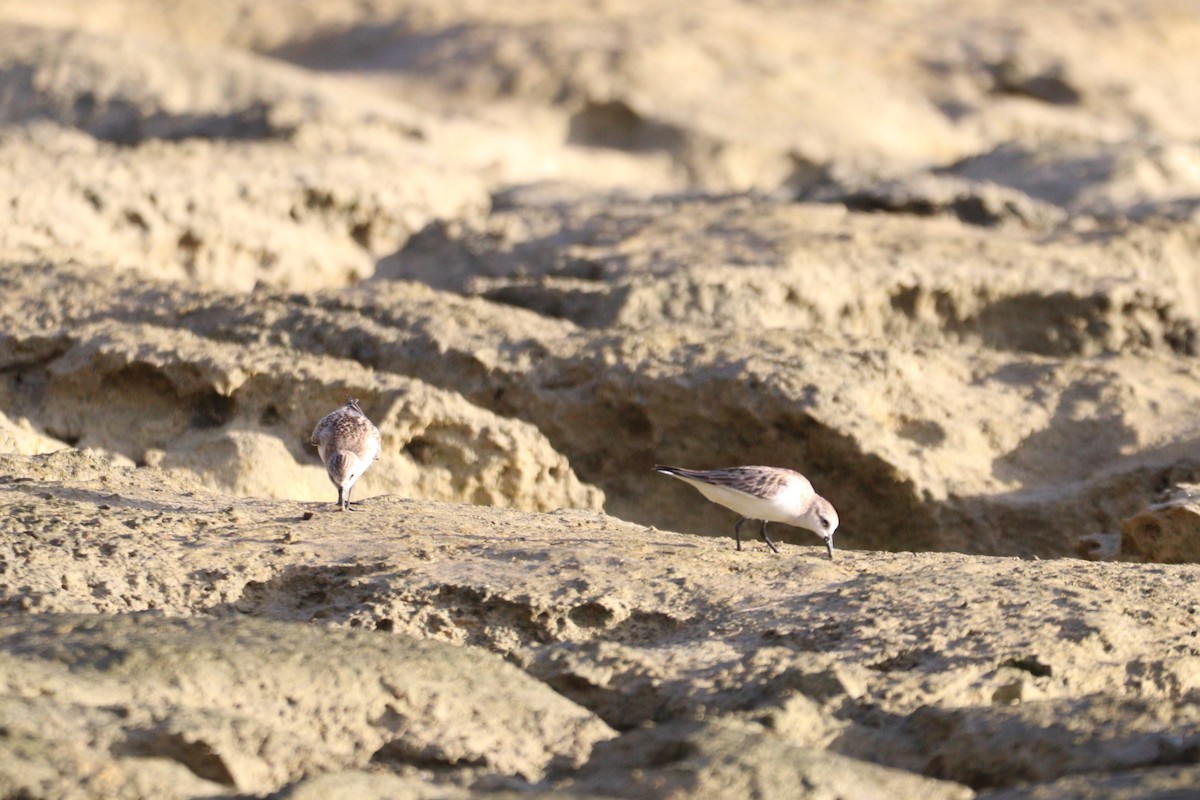 Red-necked Stint - ML645098553