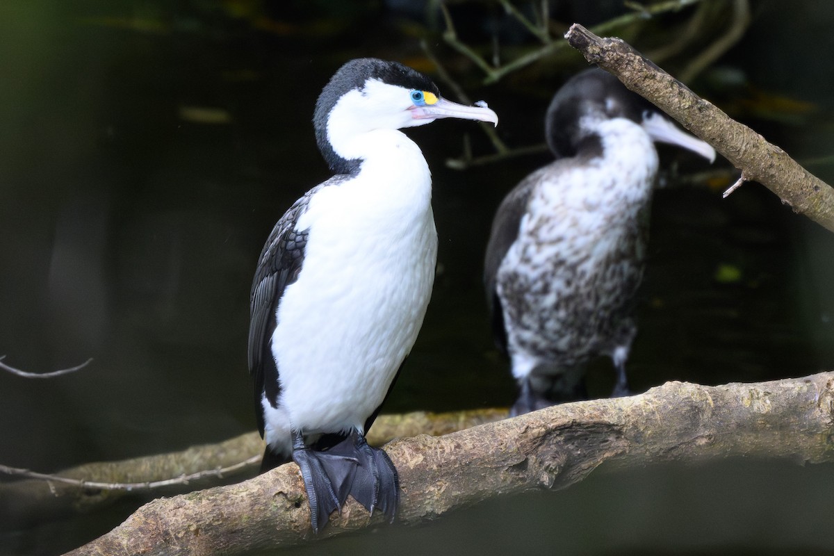 Pied Cormorant - ML645098555