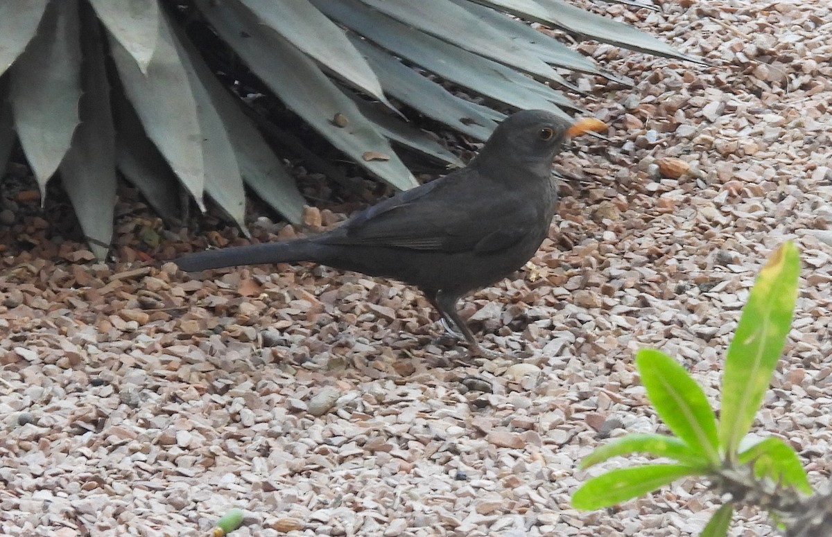 Eurasian Blackbird - ML645098556