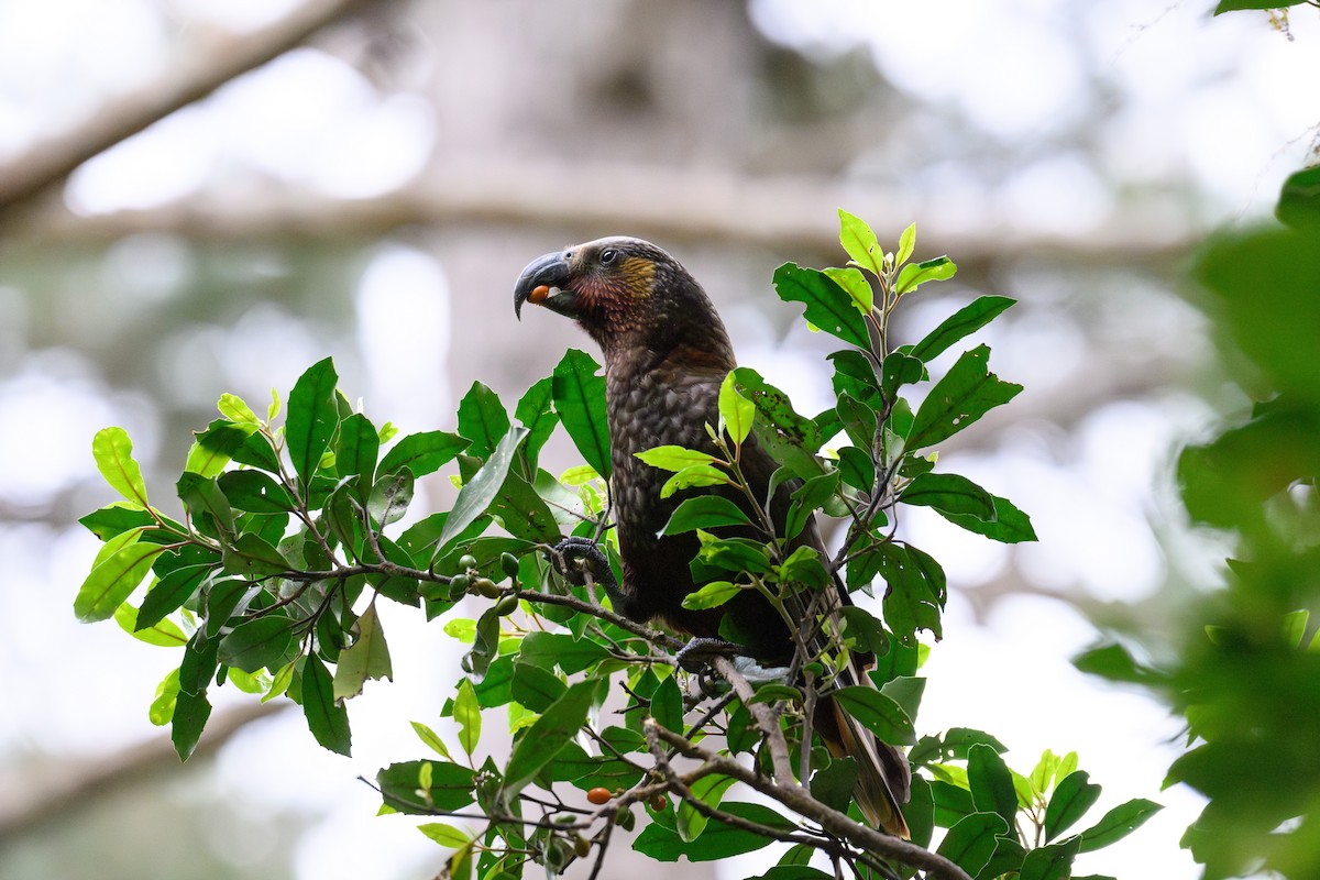 New Zealand Kaka - ML645098560