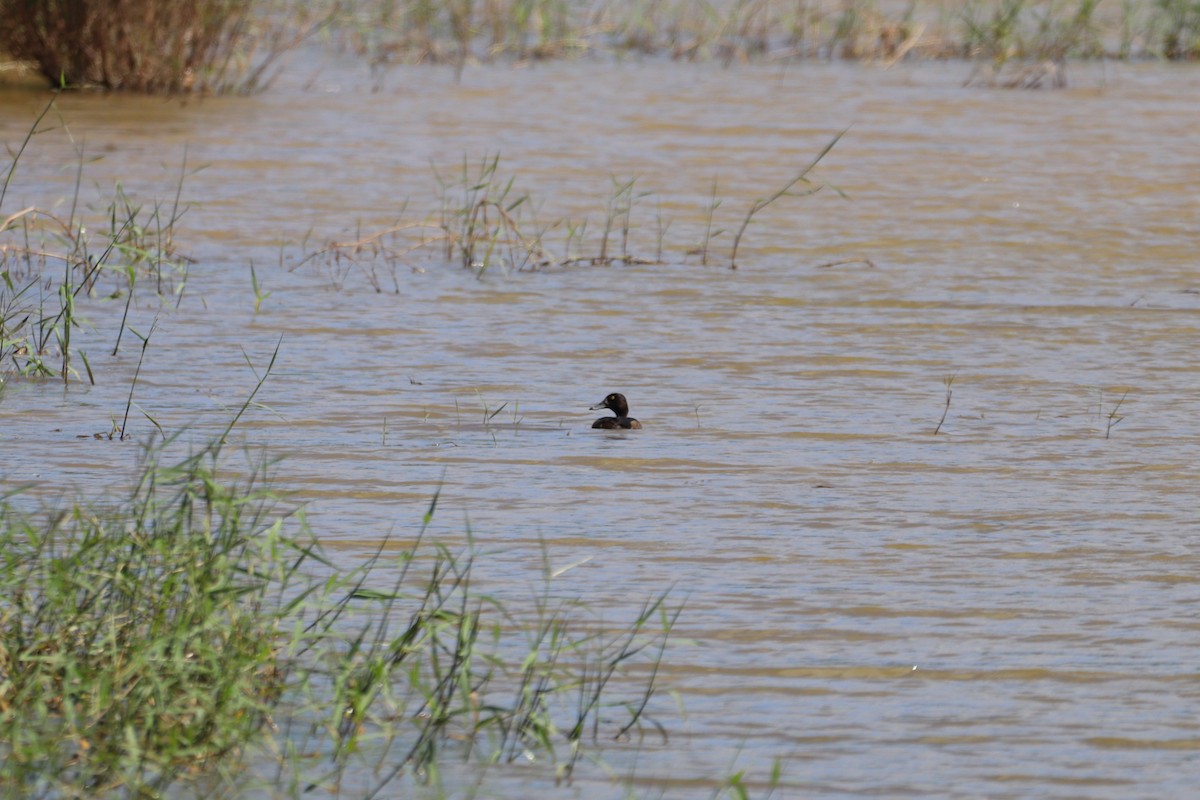 Tufted Duck - ML645098566
