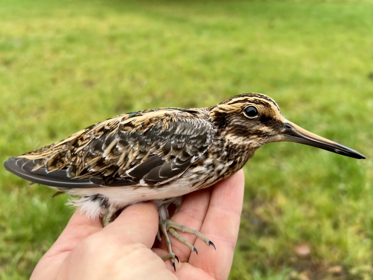 Jack Snipe - ML645098571
