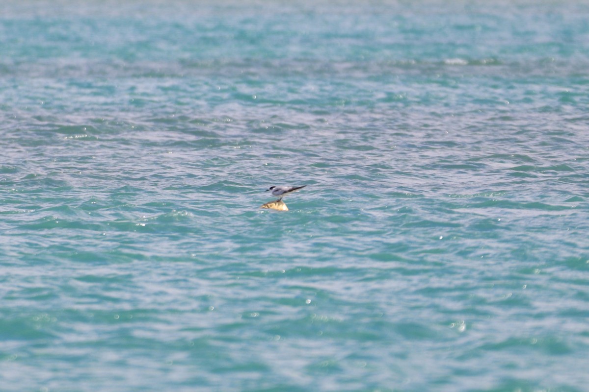 Little Tern - ML645098579