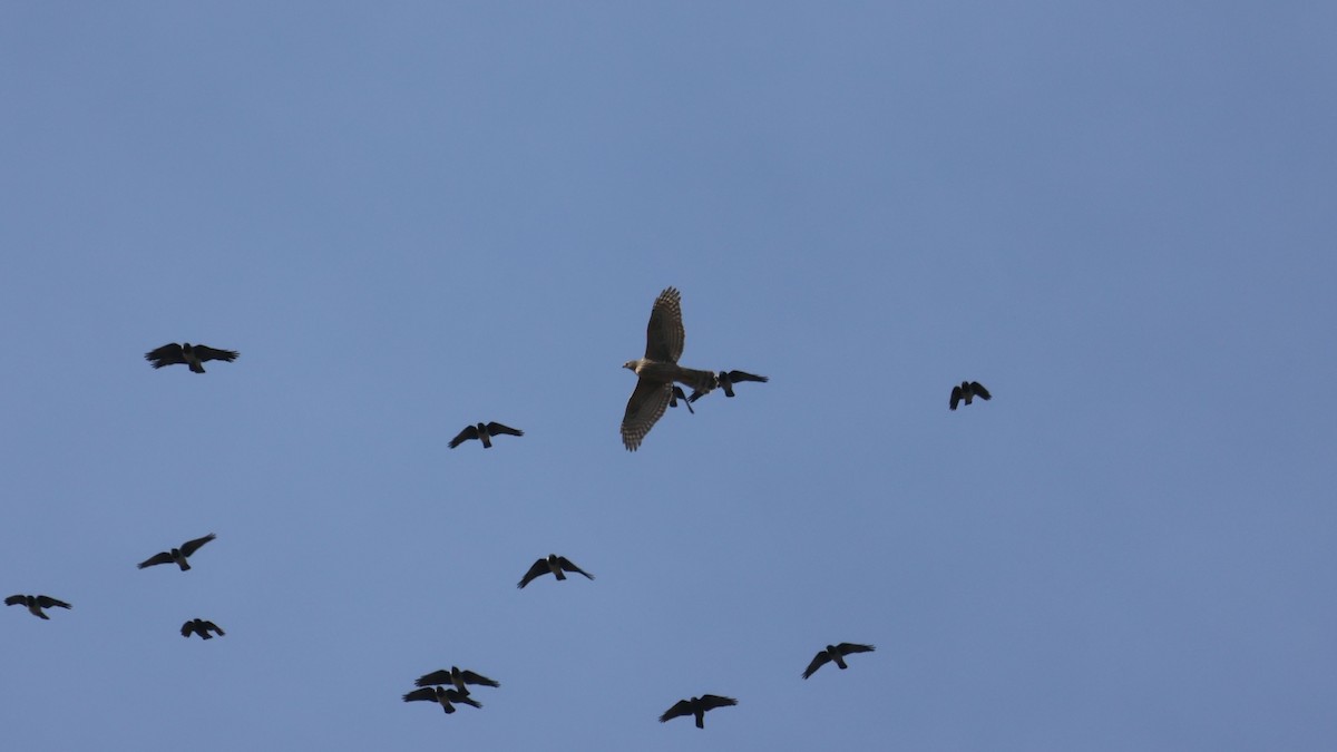 Eurasian Goshawk - ML645098582
