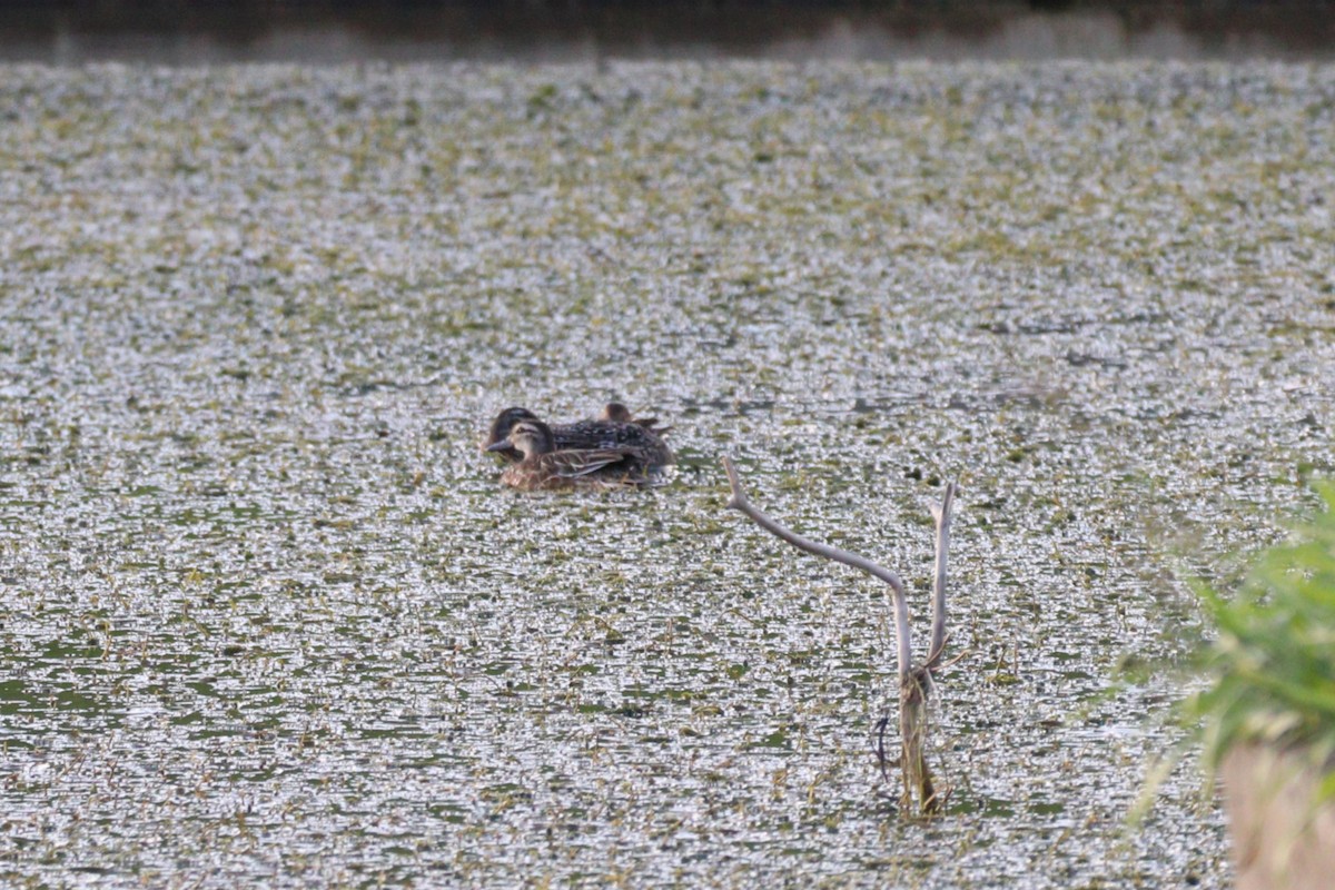 Garganey - ML645098586