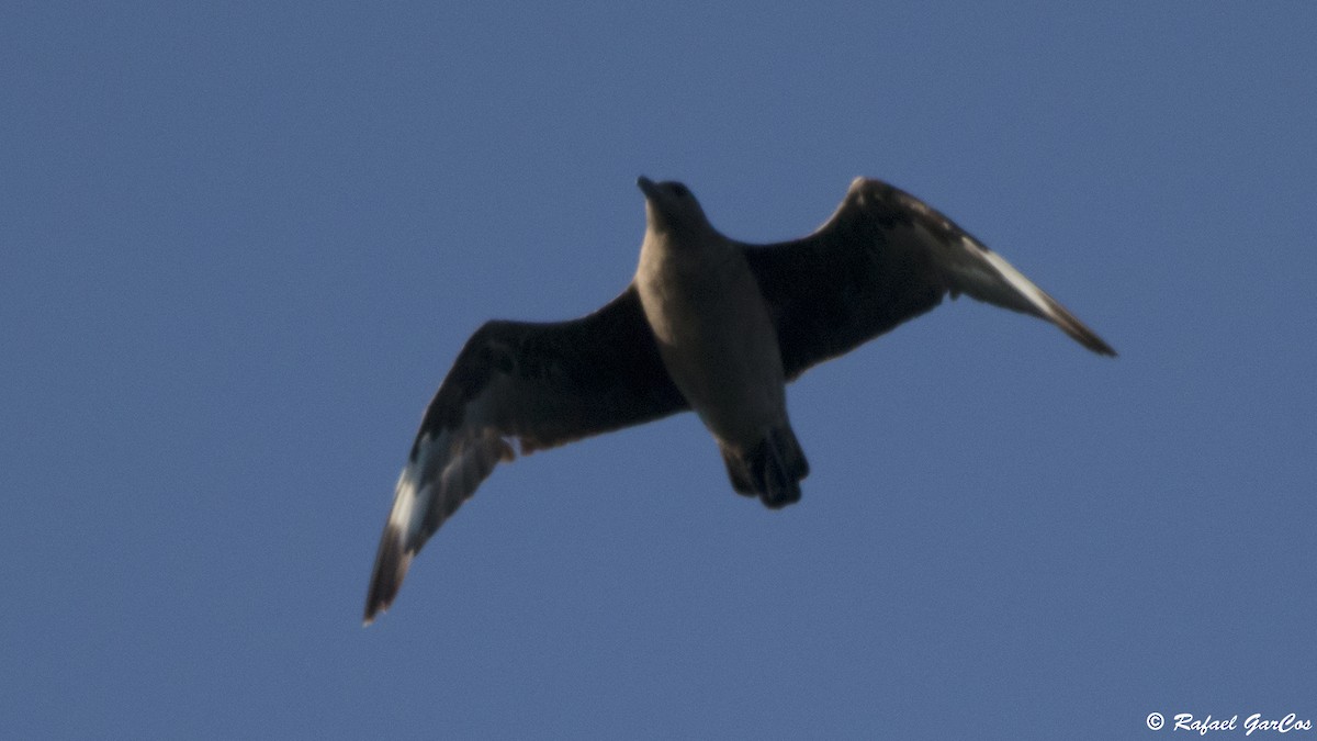 South Polar Skua - ML645098604