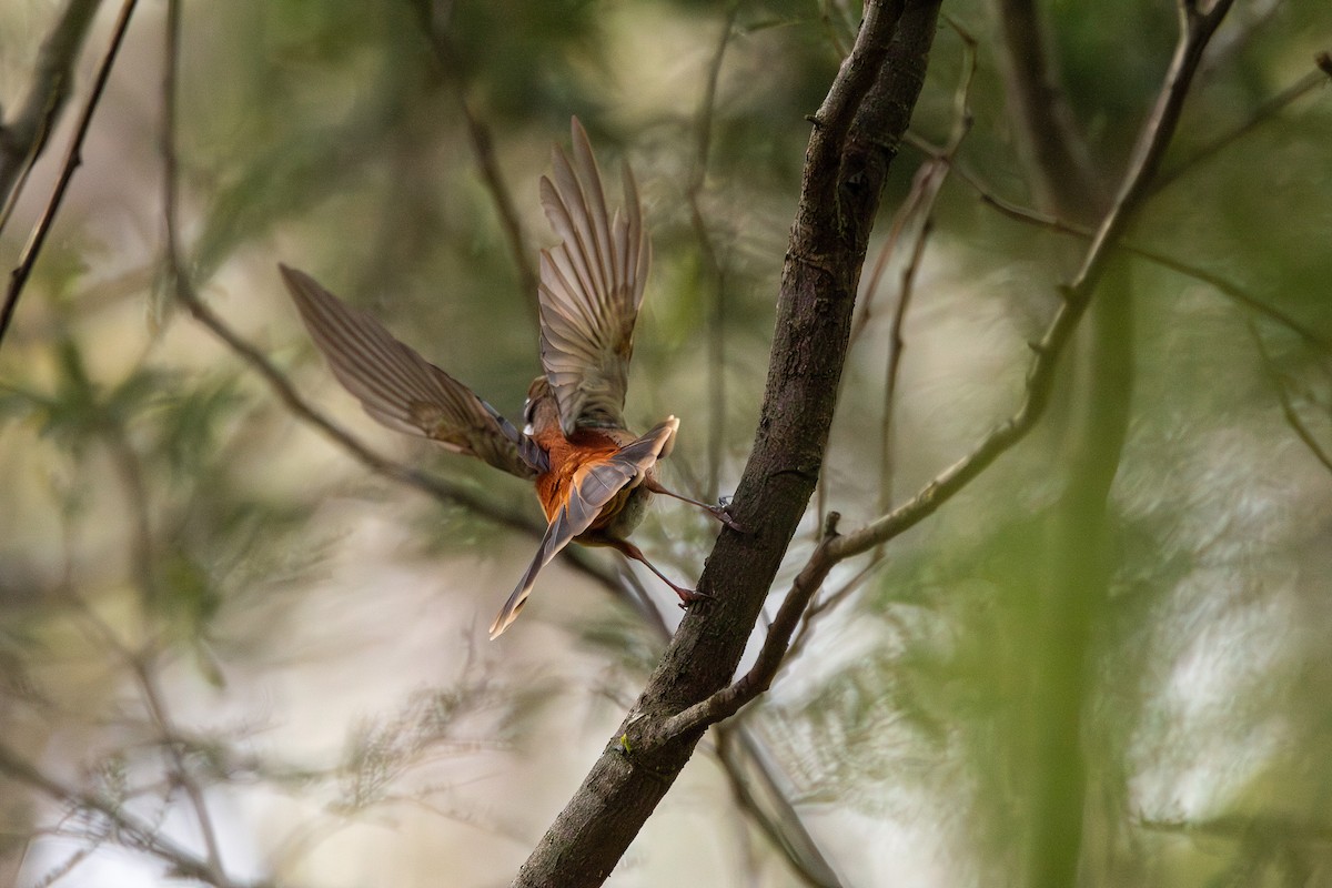 Australian Rufous Fantail - ML645098607