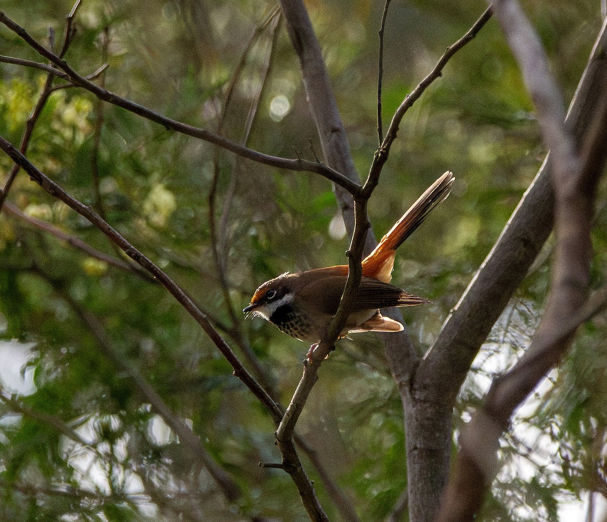 Australian Rufous Fantail - ML645098608