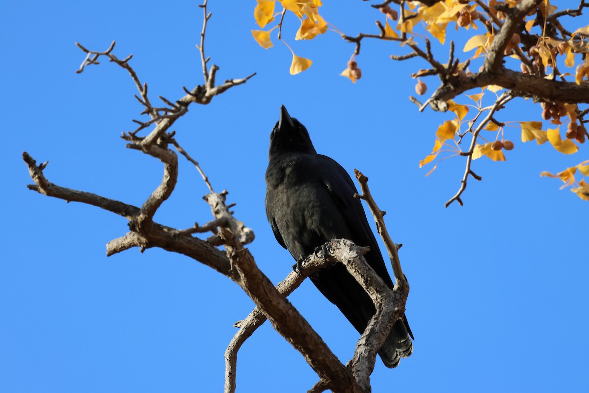 Large-billed Crow - ML645098615