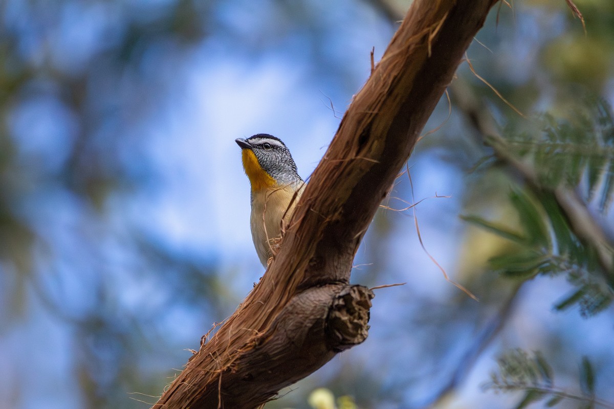 Spotted Pardalote - ML645098618