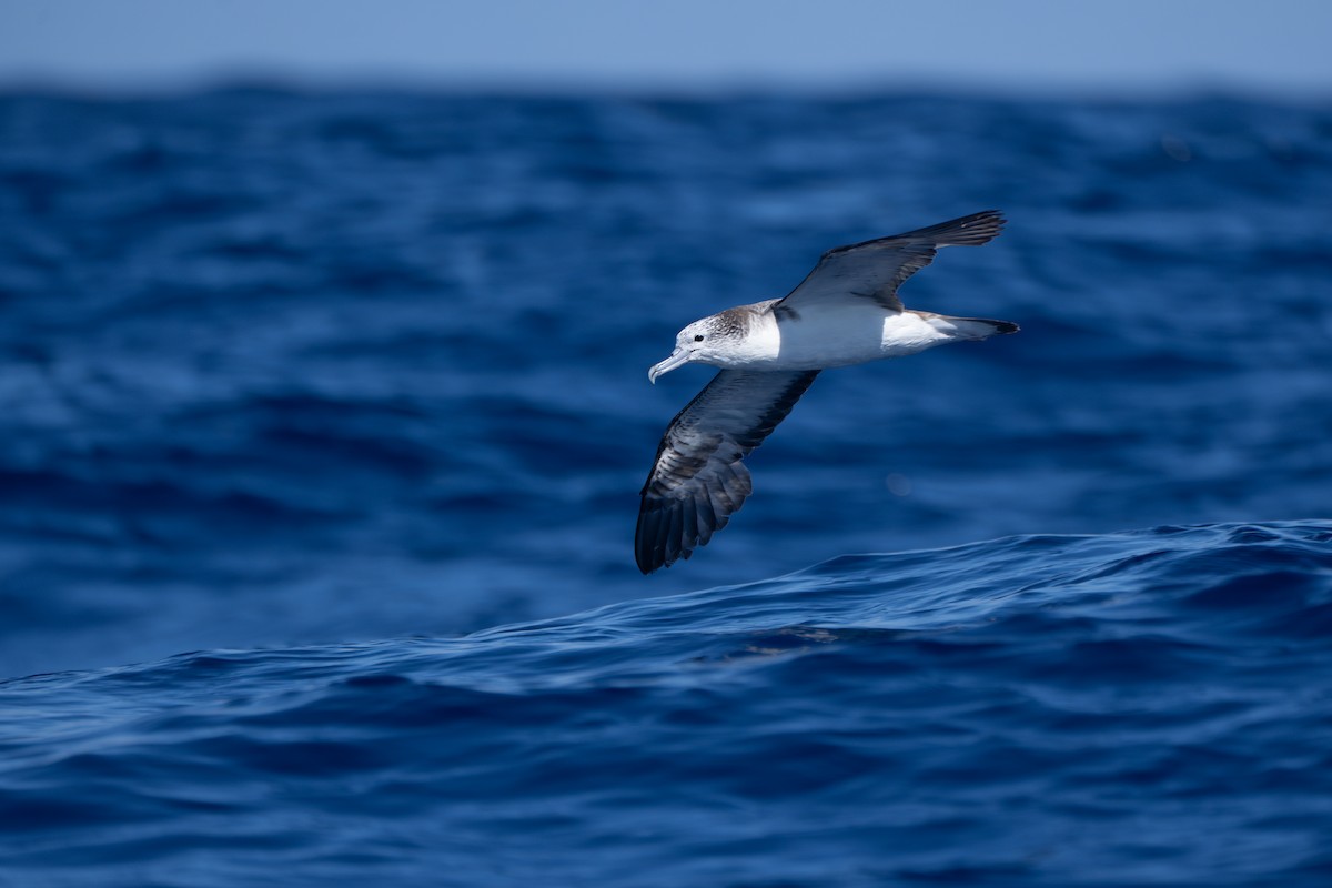 Streaked Shearwater - ML645098623