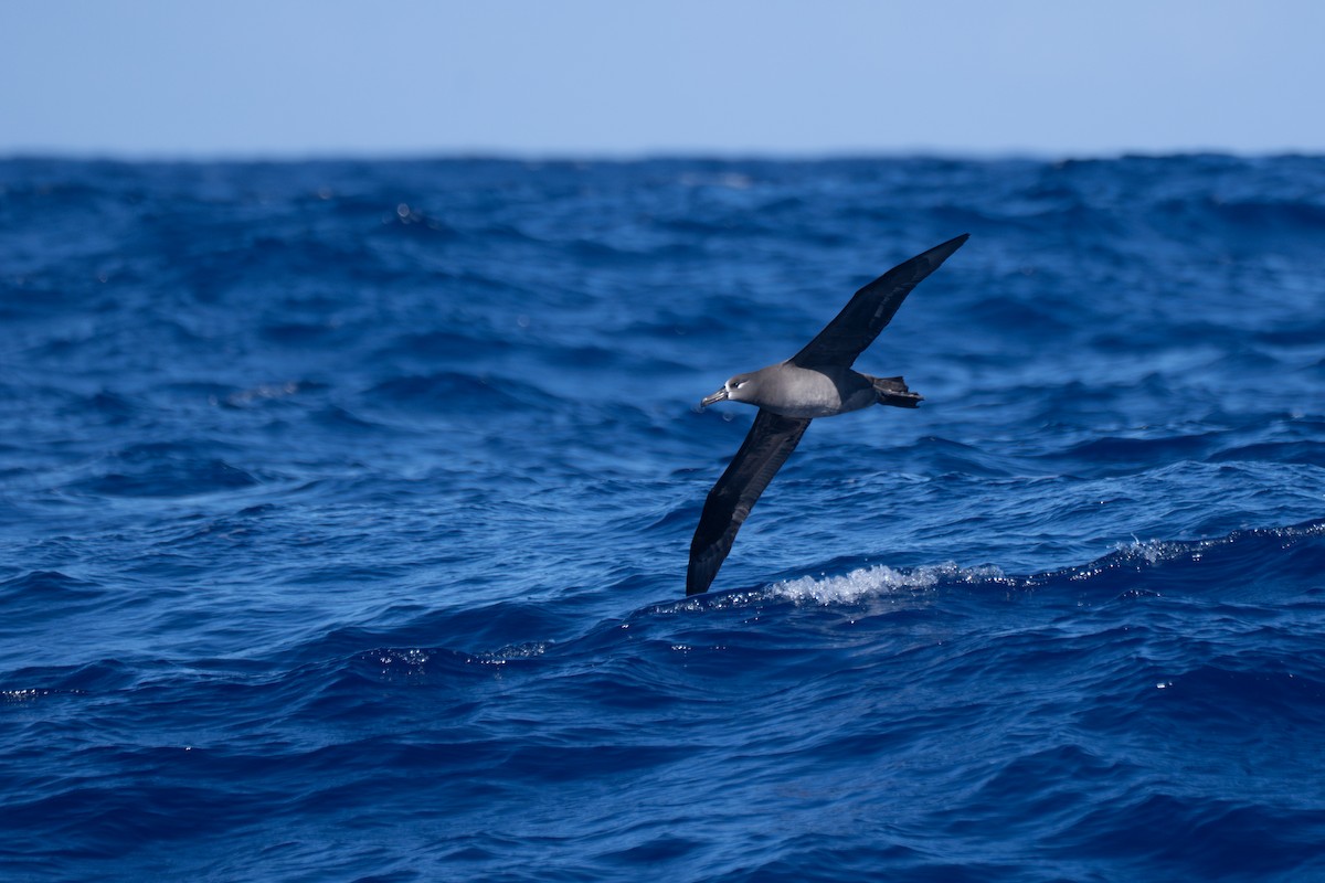 Black-footed Albatross - ML645098624