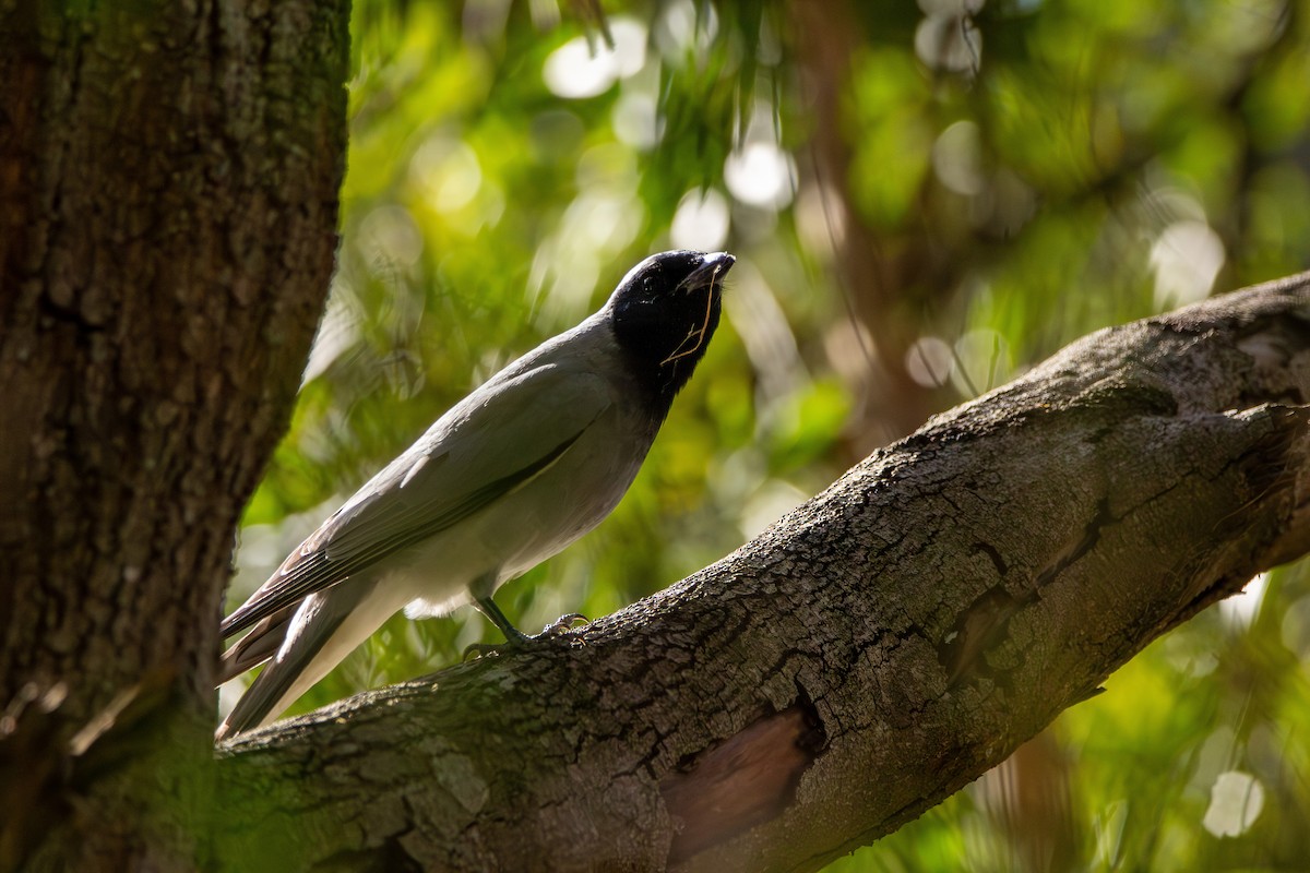 Black-faced Cuckooshrike - ML645098674
