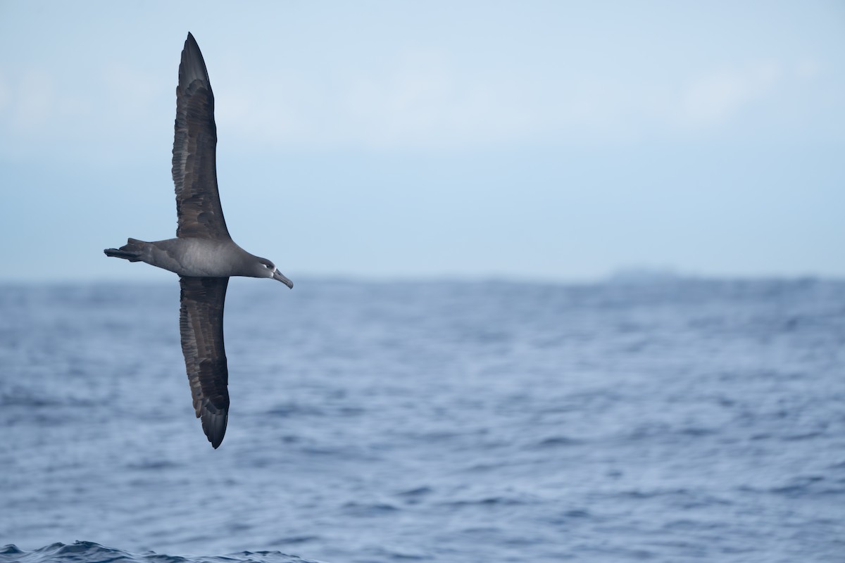 Black-footed Albatross - ML645098675