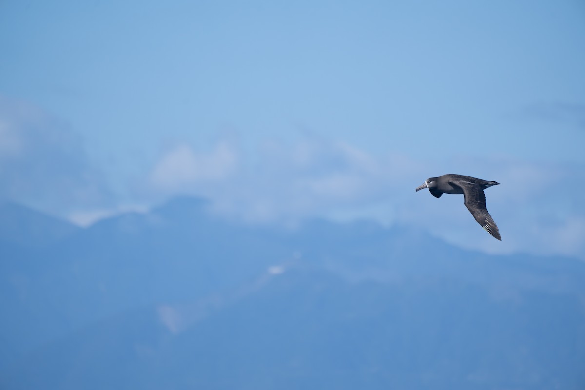 Black-footed Albatross - ML645098676