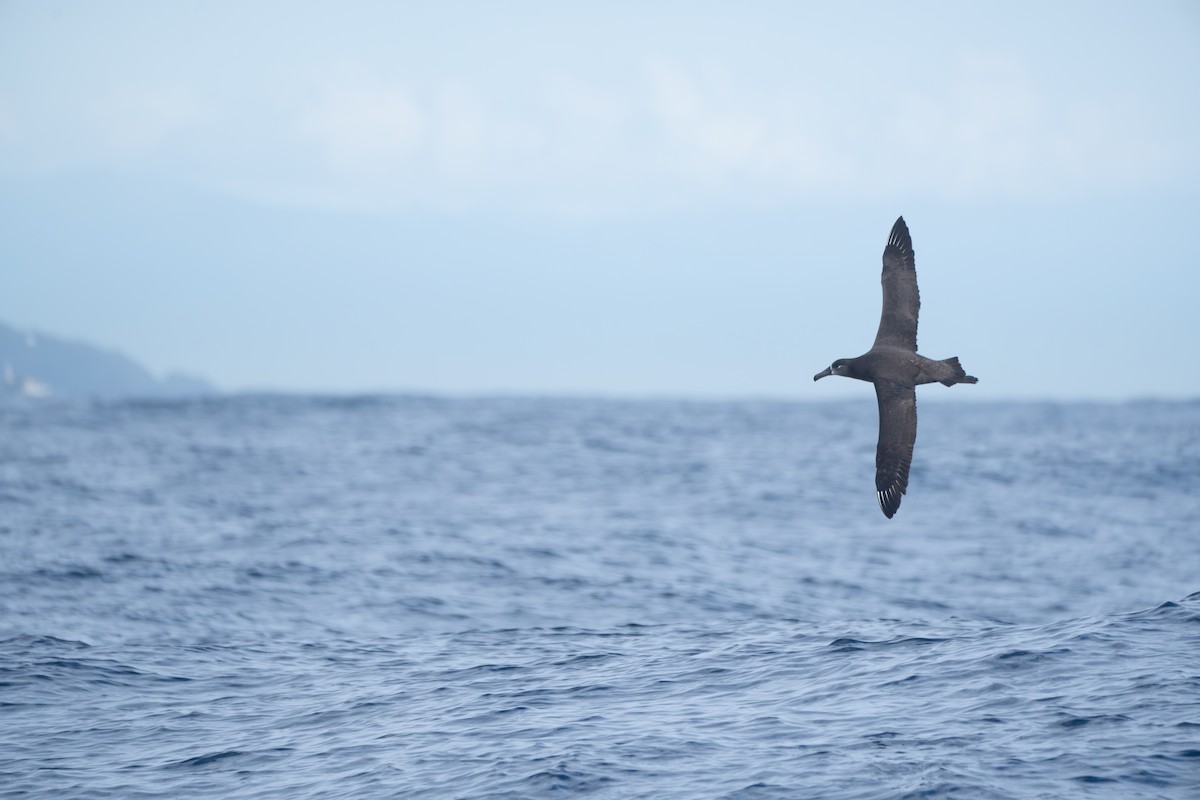 Black-footed Albatross - ML645098677