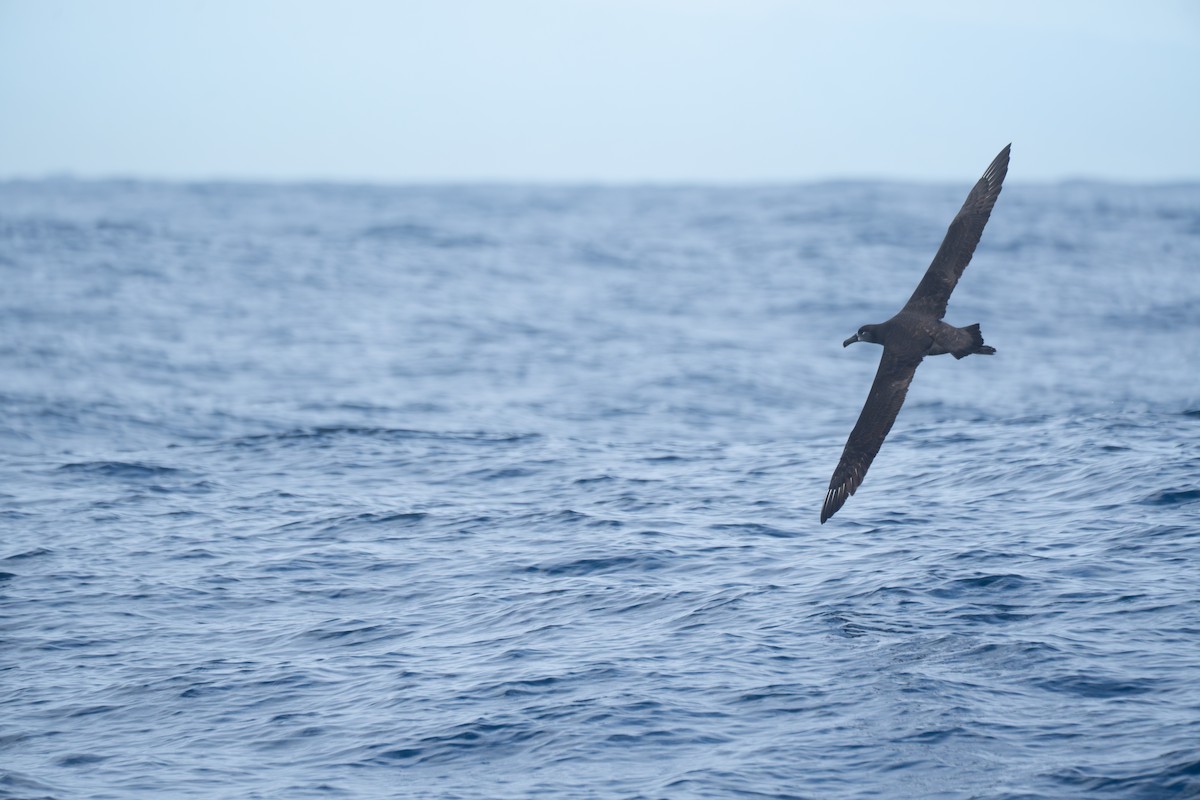 Black-footed Albatross - ML645098678