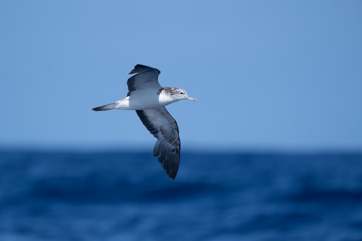 Streaked Shearwater - ML645098679