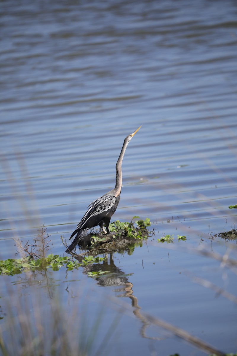 Anhinga roux - ML645098681