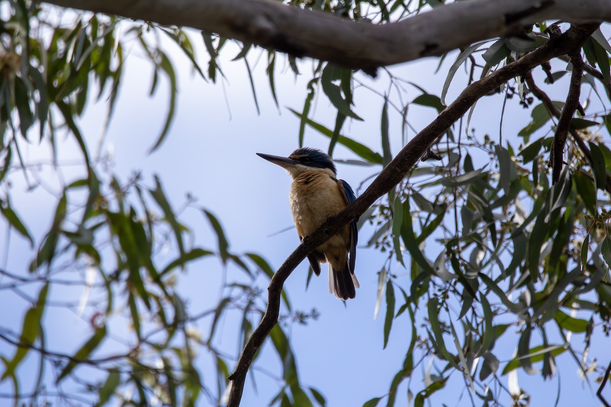 Sacred Kingfisher - ML645098684