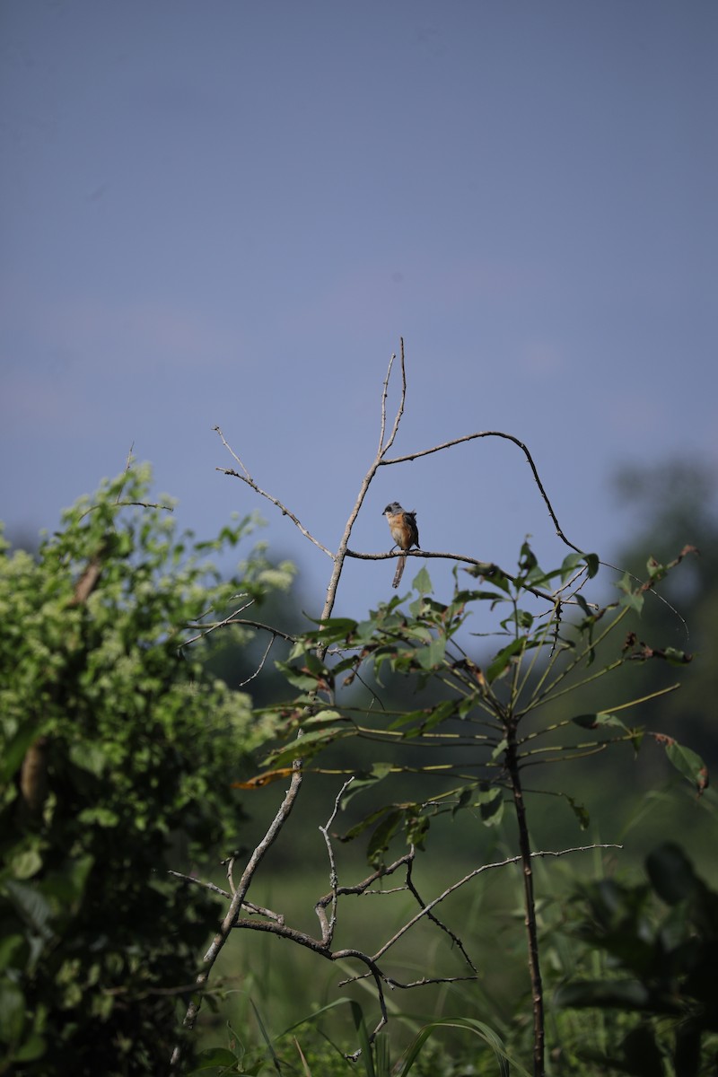 Tibetwürger - ML645098687