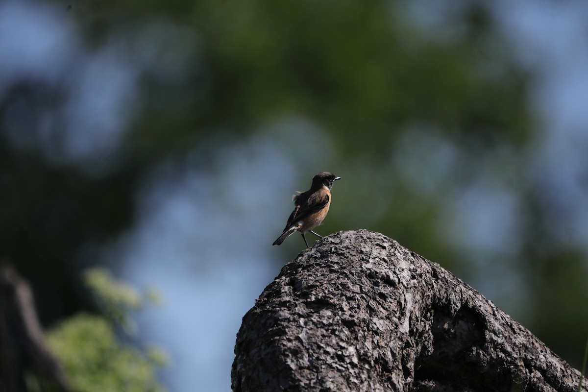 bramborníček sibiřský - ML645098690