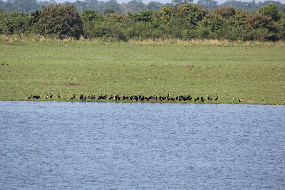 Anhinga roux - ML645098701