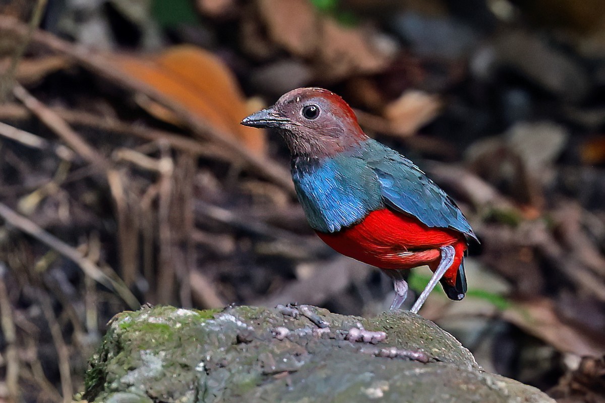 North Moluccan Pitta - ML645098704