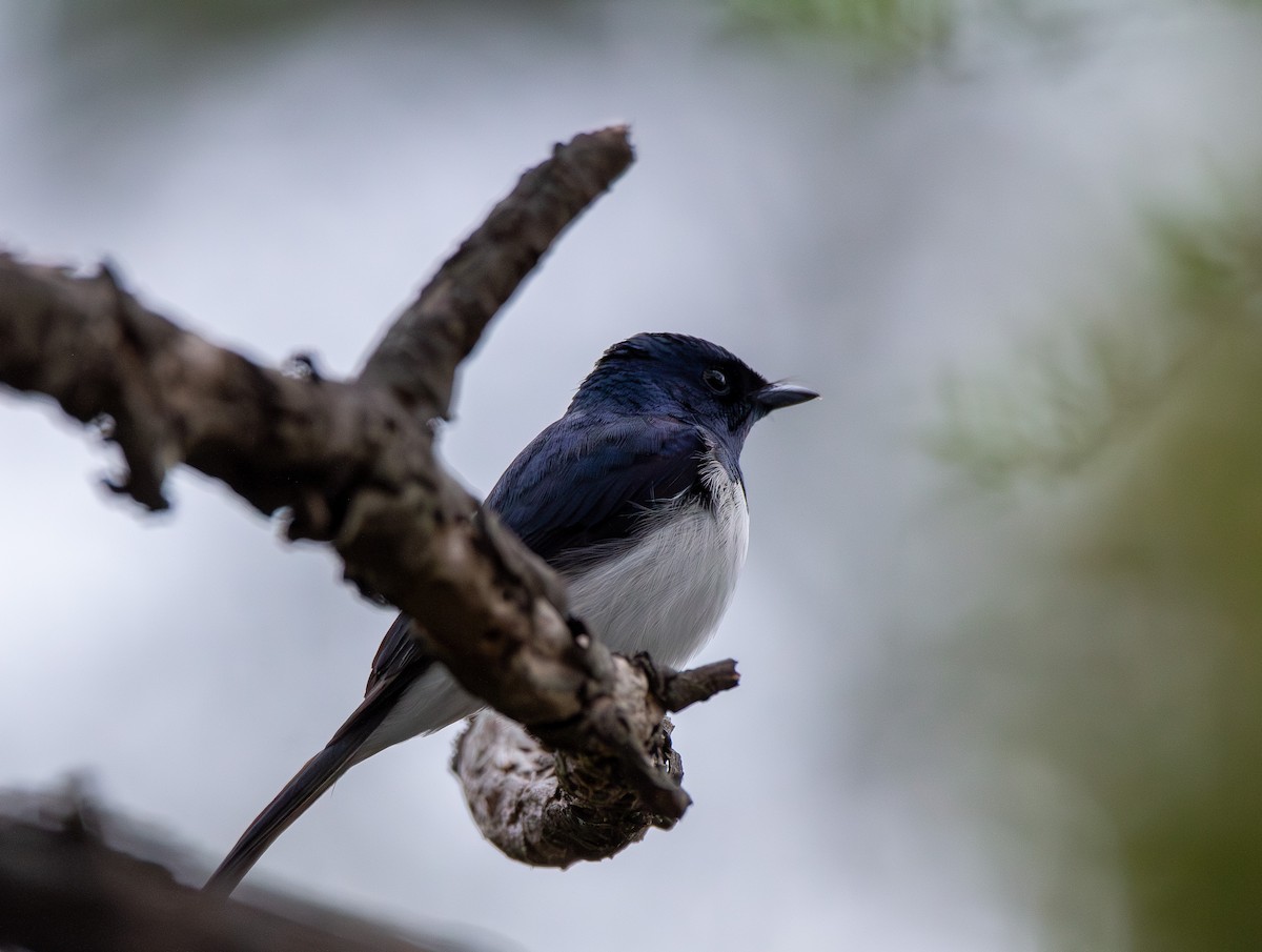 Satin Flycatcher - ML645098709