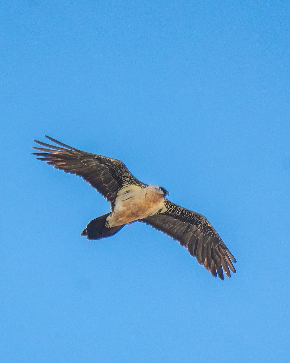 Bearded Vulture - ML645098711