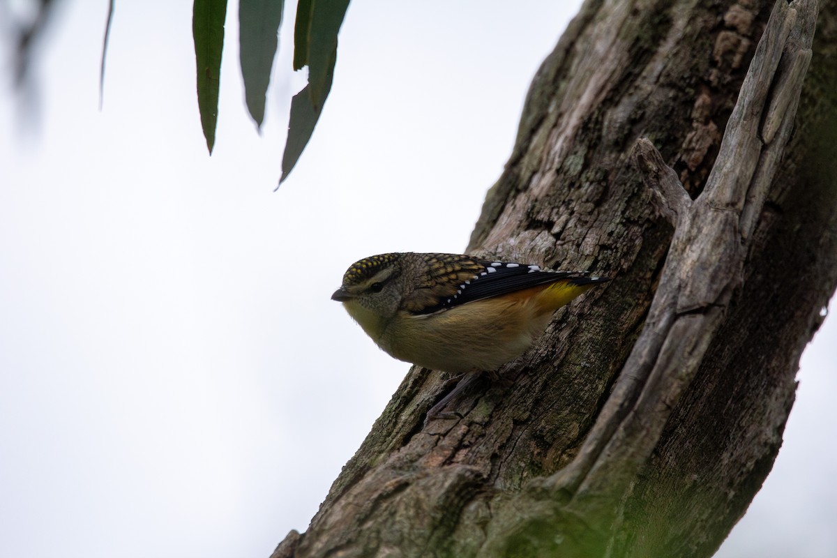 Spotted Pardalote - ML645098718