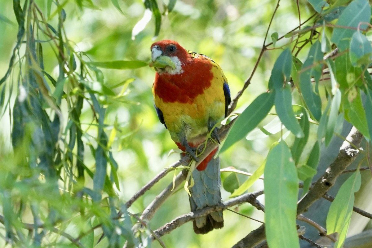 Eastern Rosella - ML645098746