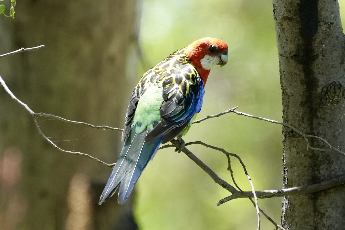 Eastern Rosella - ML645098747