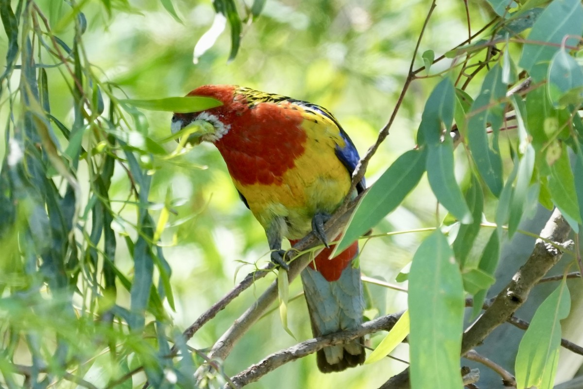 Eastern Rosella - ML645098748