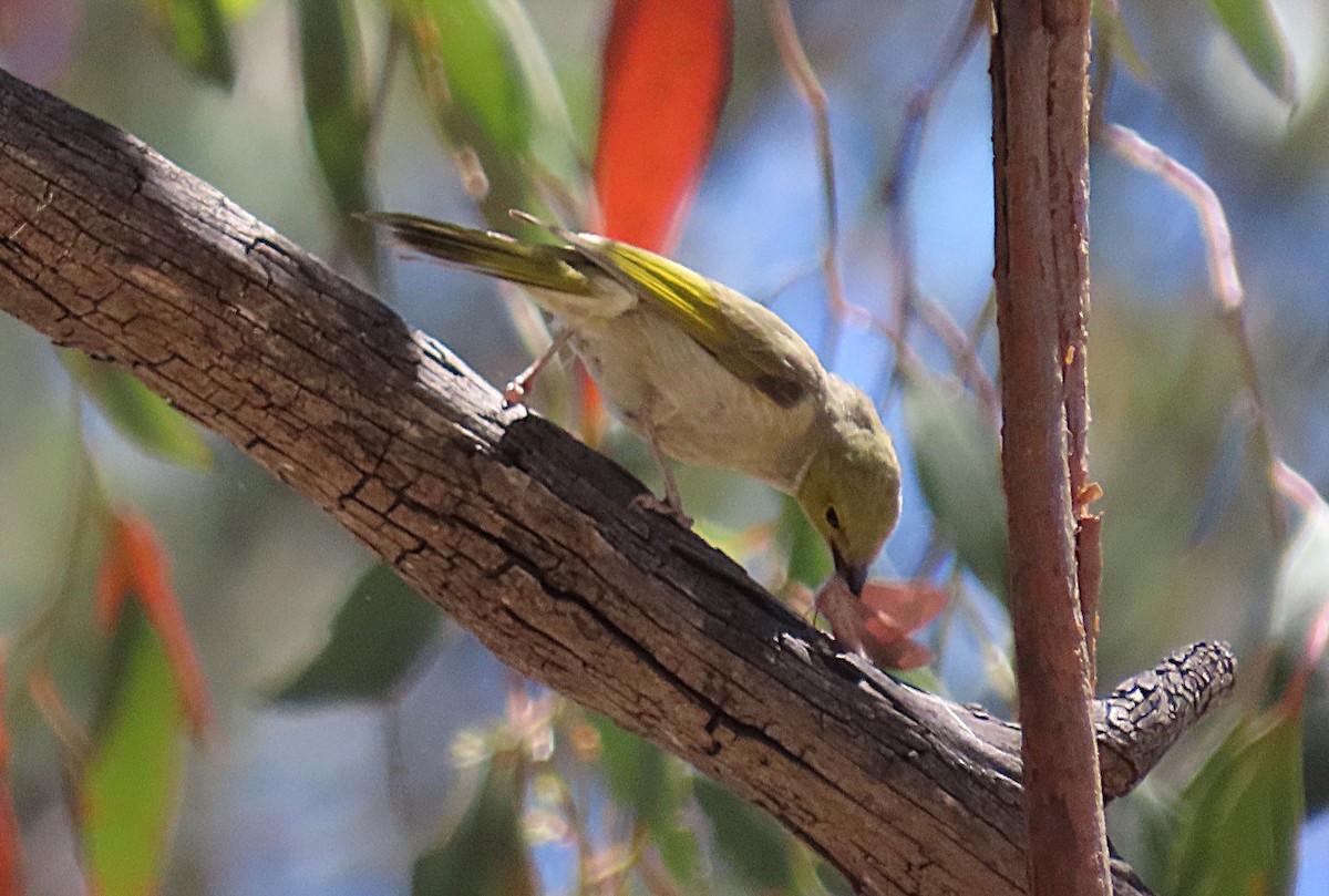 White-plumed Honeyeater - ML645098749