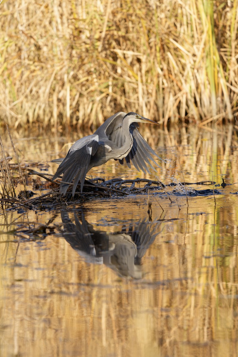 Gray Heron - ML645098762