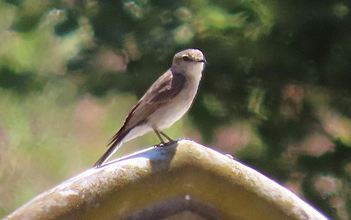 オジロオリーブヒタキ - ML645098764