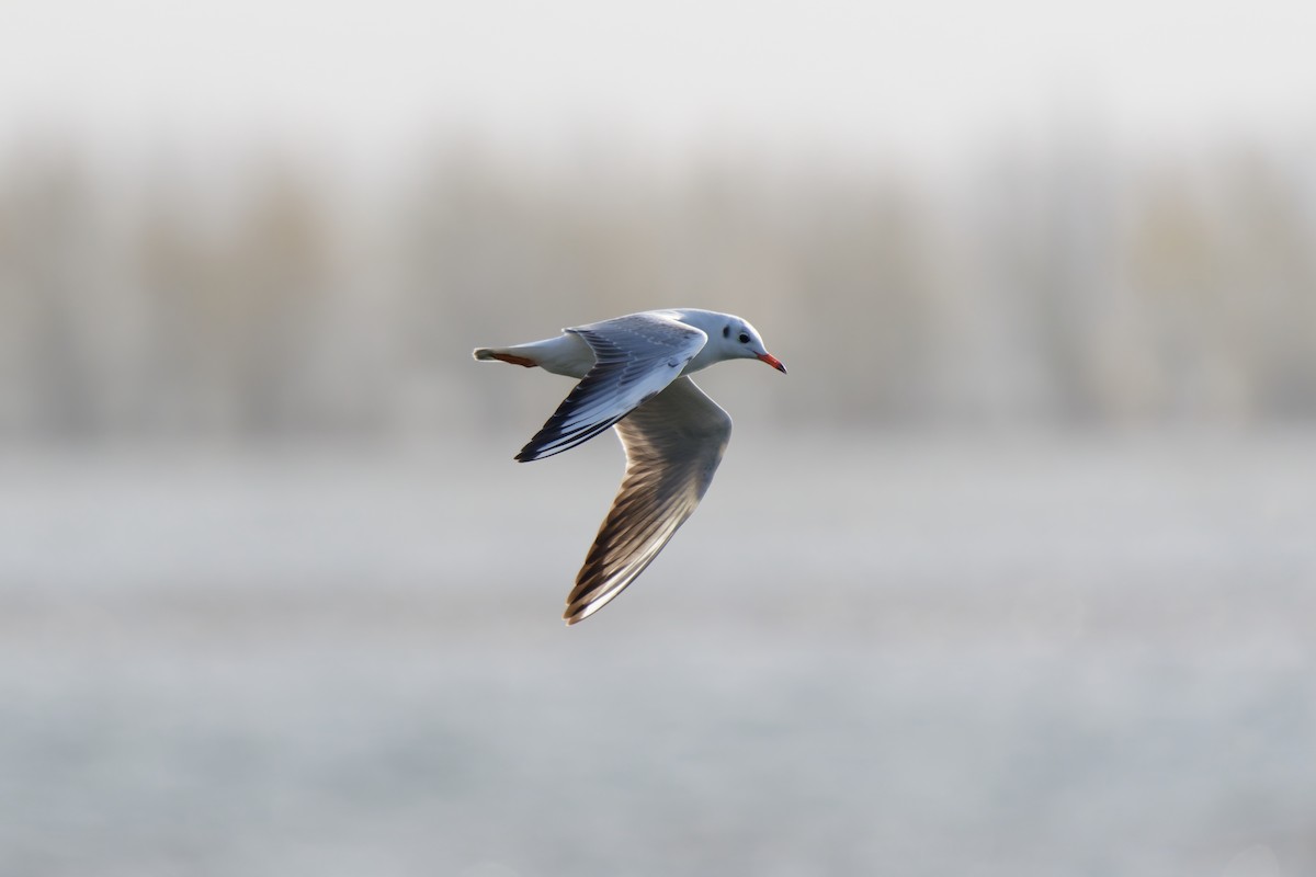 Black-headed Gull - ML645098786