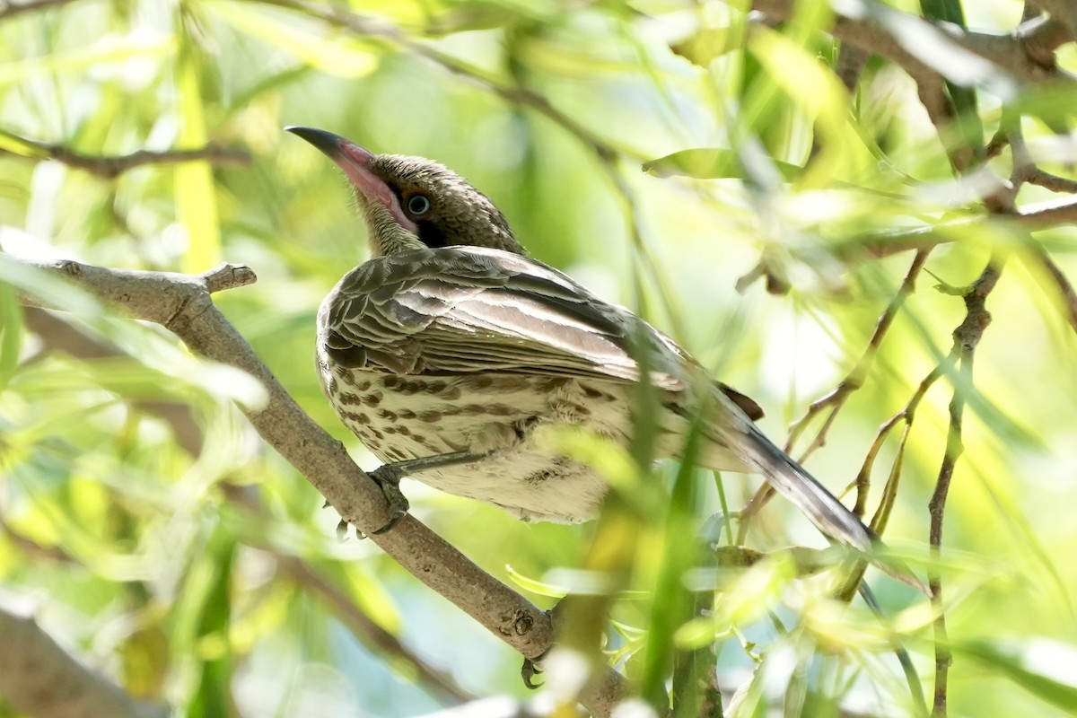 Diken Yanaklı Balkuşu - ML645098800