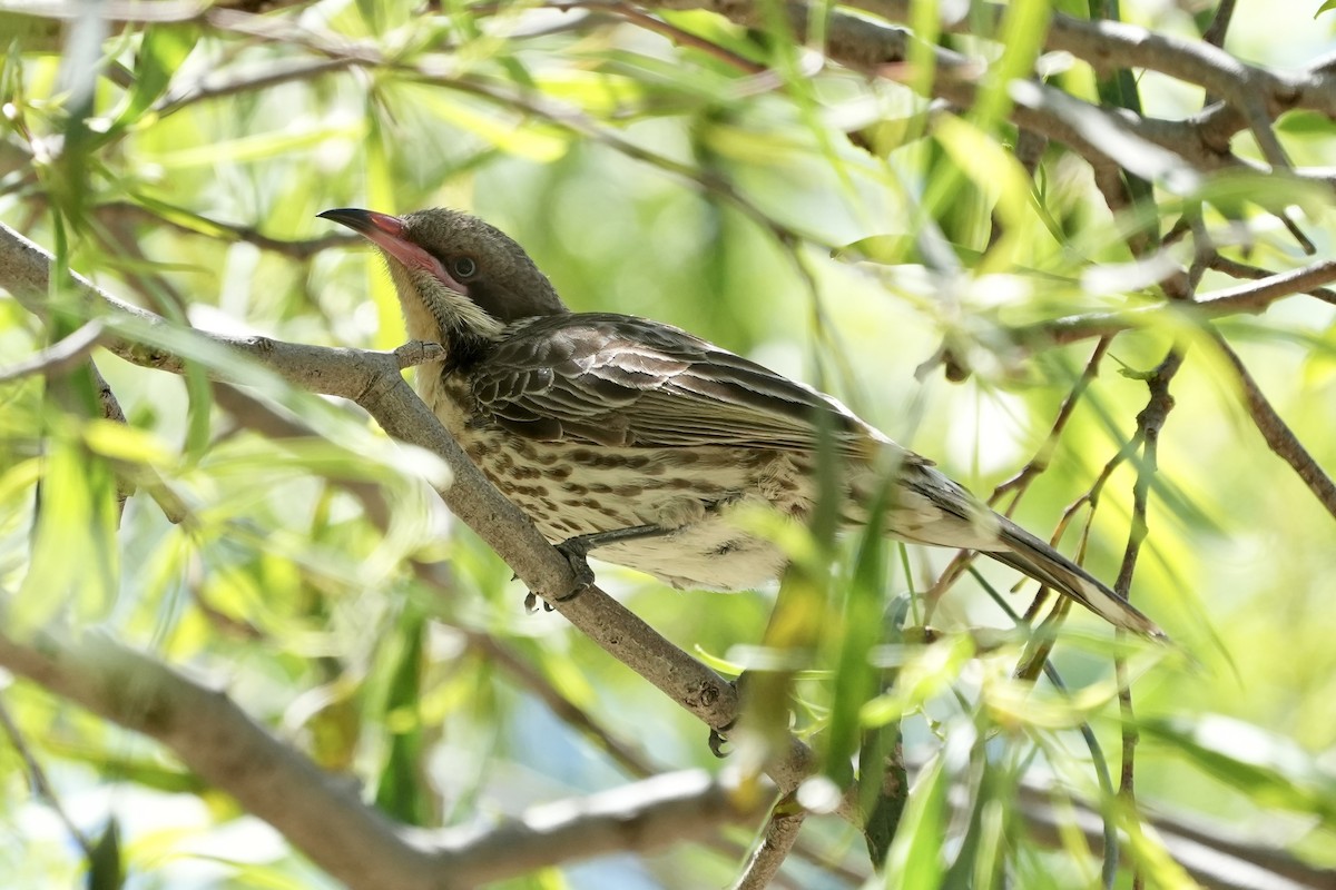 Diken Yanaklı Balkuşu - ML645098804