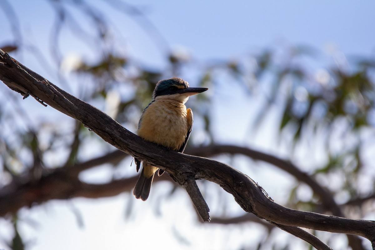 Sacred Kingfisher - ML645098808
