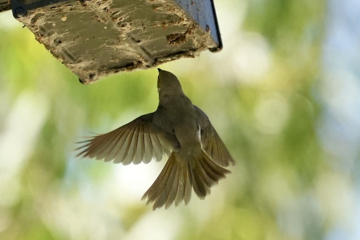 White-plumed Honeyeater - ML645098809