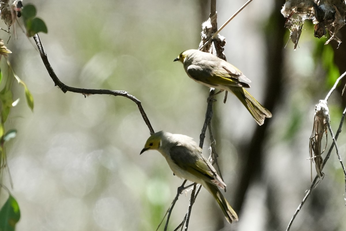 White-plumed Honeyeater - ML645098810