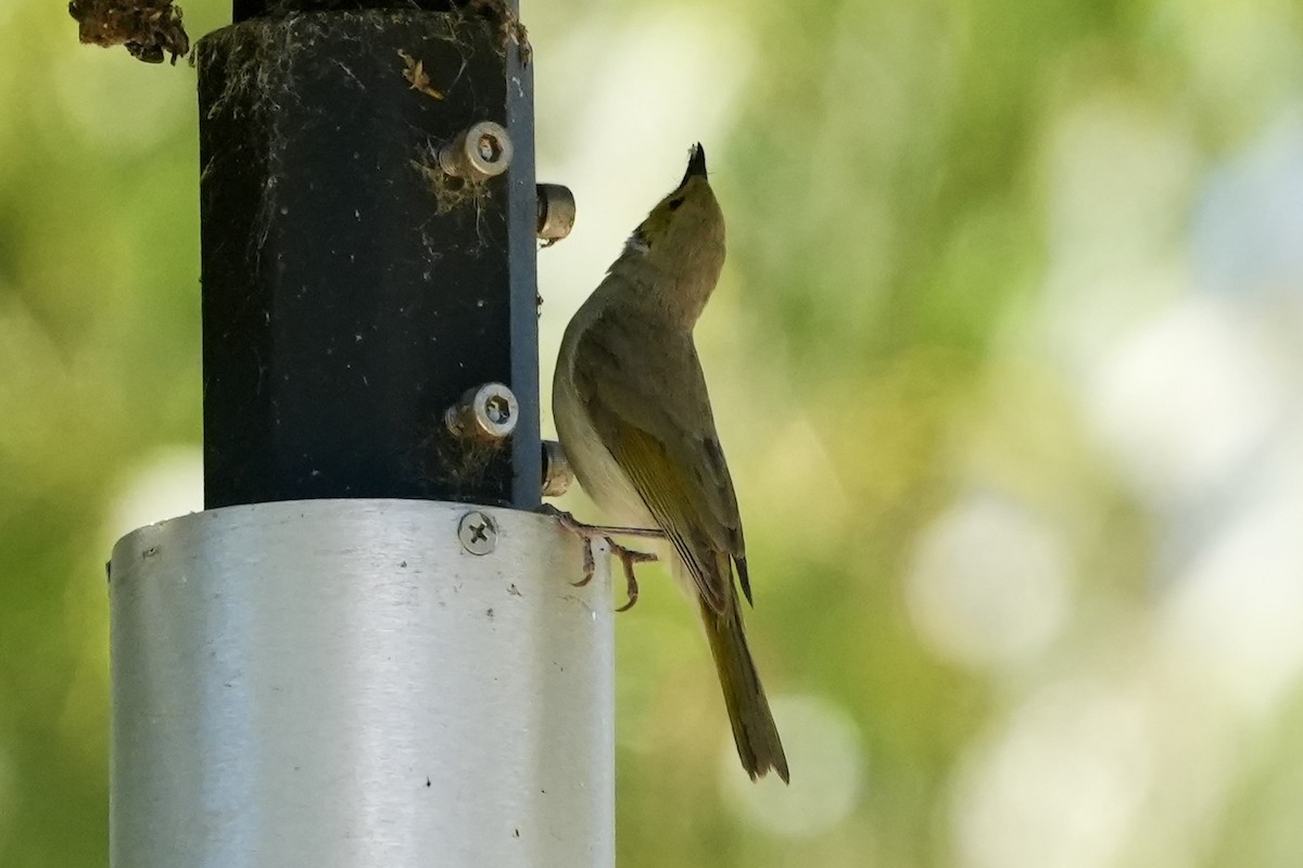 White-plumed Honeyeater - ML645098811