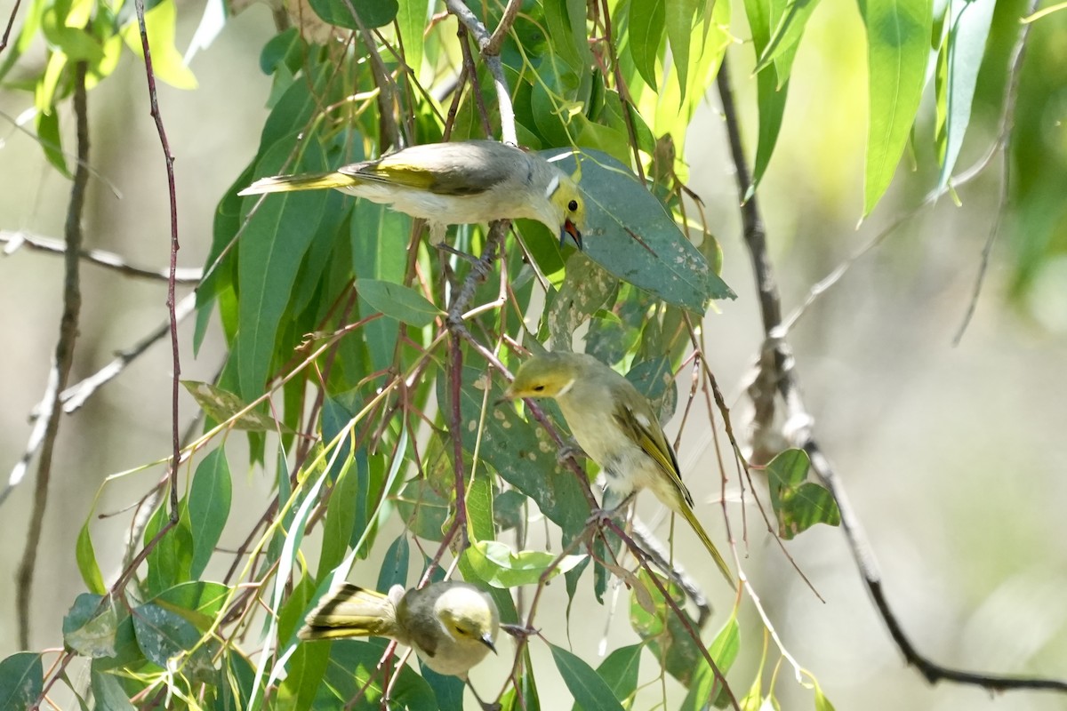 White-plumed Honeyeater - ML645098812