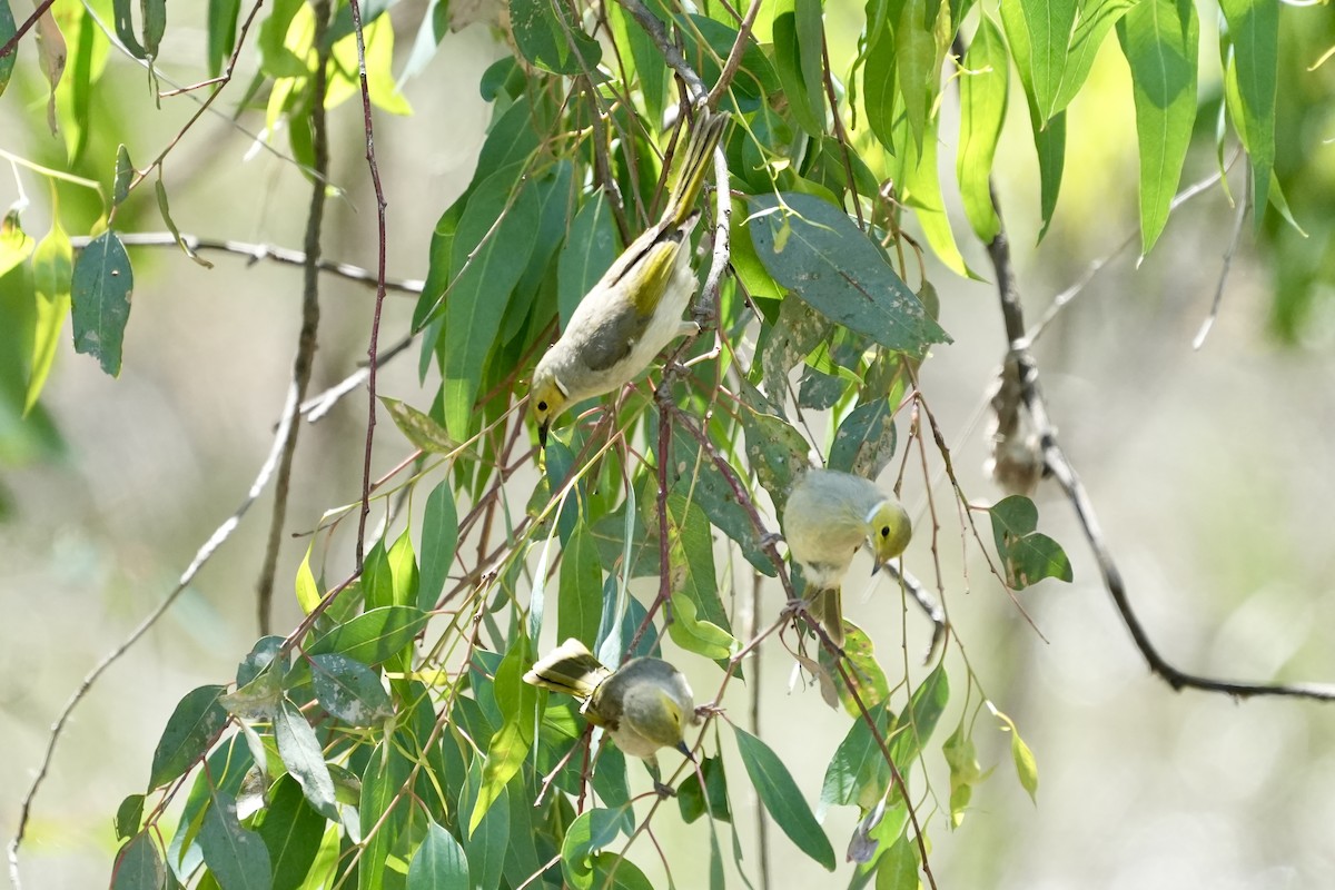 White-plumed Honeyeater - ML645098813