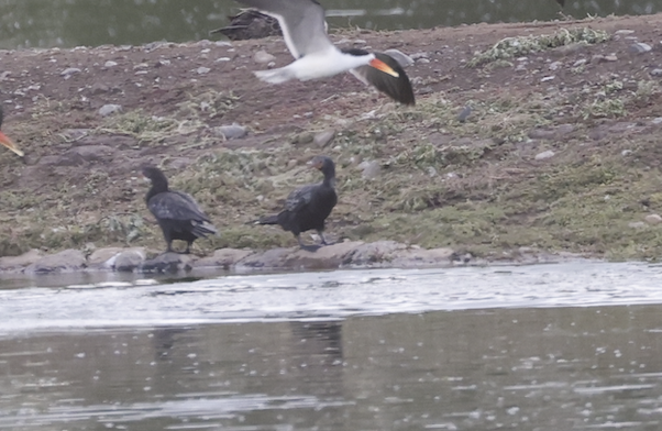 kormorán dlouhoocasý - ML645098815